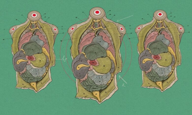 Organos disponíveis em corpos humanos vivos impulsionam avanços em biomanufatura