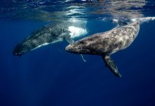Estudo revela importância da urina de baleia para vida marinha