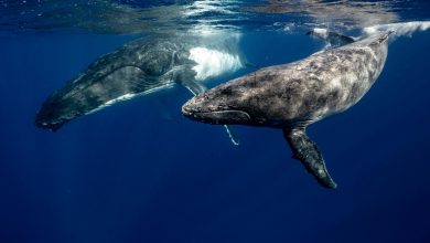 Estudo revela importância da urina de baleia para vida marinha