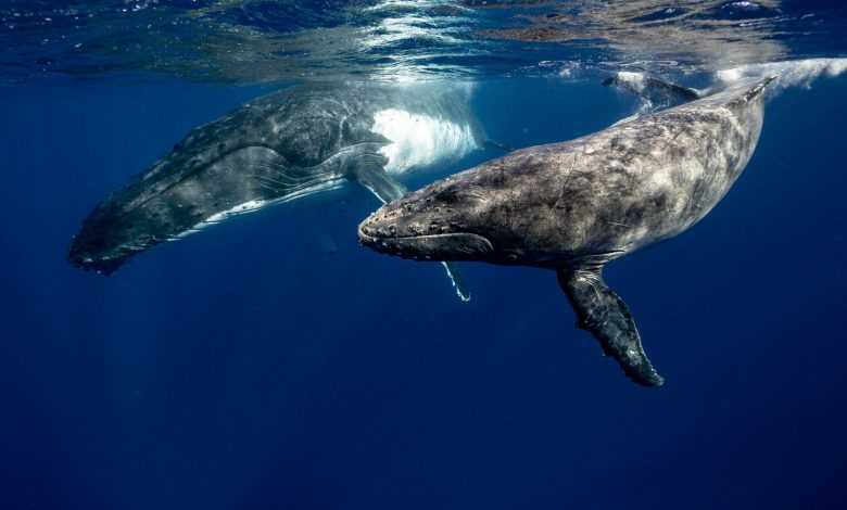 Estudo revela importância da urina de baleia para vida marinha