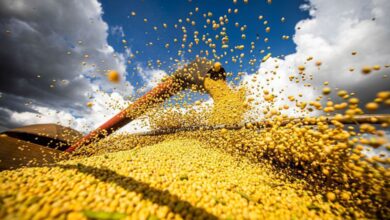 IBGE projeta mercado agrícola com safra de 328,4 mi de toneladas