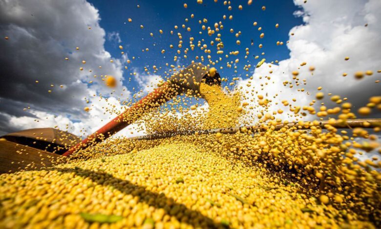 IBGE projeta mercado agrícola com safra de 328,4 mi de toneladas