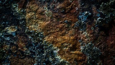 Rust conquista espaço entre desenvolvedores Python em modelagem AI