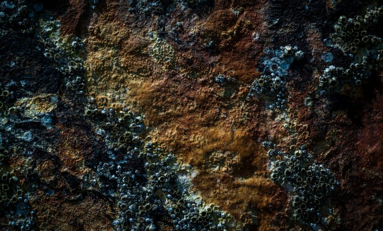 Rust conquista espaço entre desenvolvedores Python em modelagem AI
