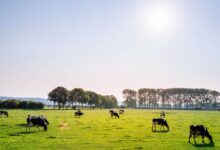 Brasil amplia exportação de carne bovina ao mercado dos EUA apesar de tarifas