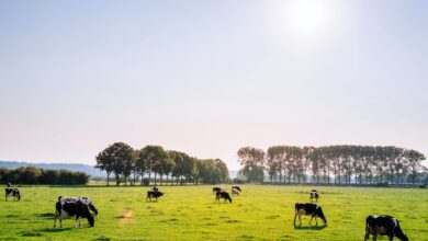 Brasil amplia exportação de carne bovina ao mercado dos EUA apesar de tarifas