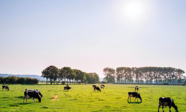 Brasil amplia exportação de carne bovina ao mercado dos EUA apesar de tarifas
