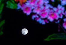 NASA observa a Lua Cheia de Flores em 2025 hoje à noite