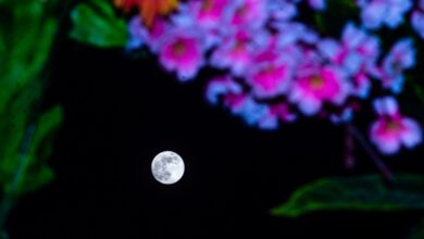NASA observa a Lua Cheia de Flores em 2025 hoje à noite