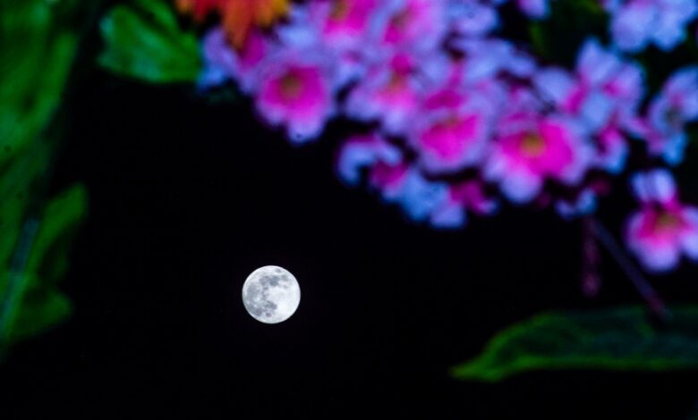 NASA observa a Lua Cheia de Flores em 2025 hoje à noite