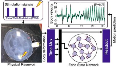 Rede neural controla ciber-lulas para explorar mares