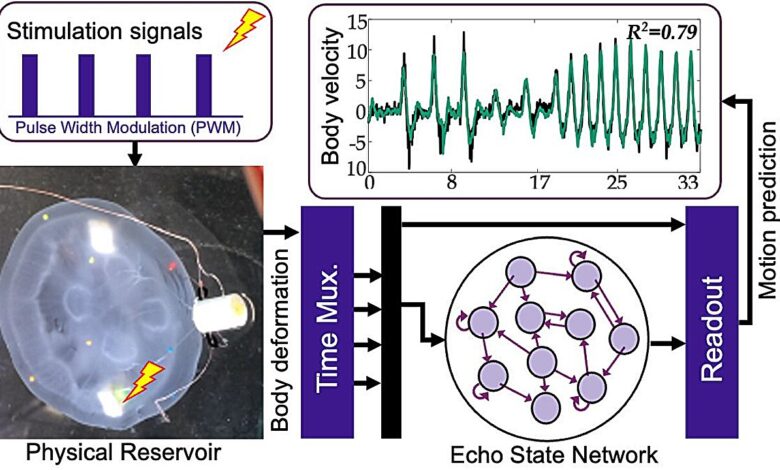 Rede neural controla ciber-lulas para explorar mares