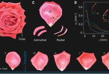 Estudo revela como frustração geométrica forma flor da rosa