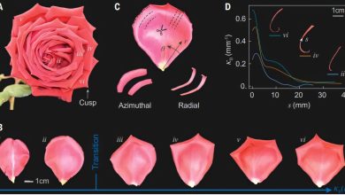 Estudo revela como frustração geométrica forma flor da rosa
