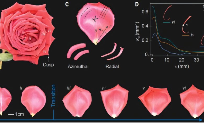 Estudo revela como frustração geométrica forma flor da rosa