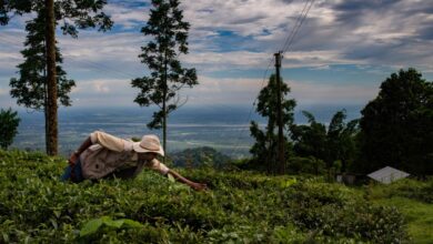 Alt Carbon capta US$ 12M para escalar remoção de carbono na Índia