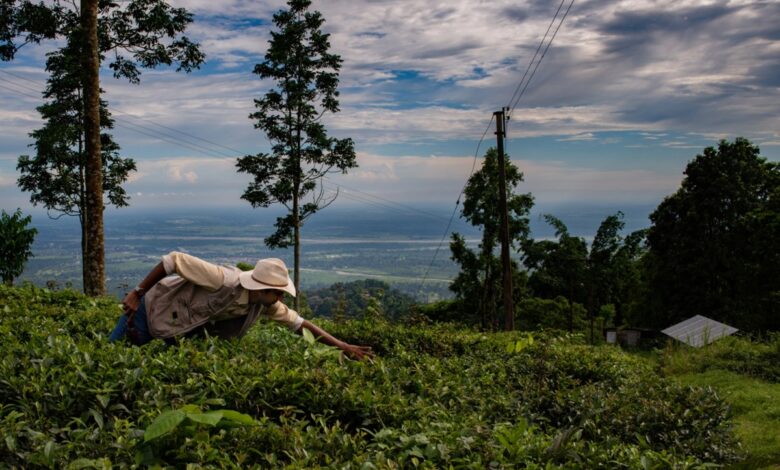 Alt Carbon capta US$ 12M para escalar remoção de carbono na Índia
