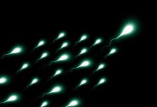 Estudo revela papel de chave térmica no esperma para fertilidade