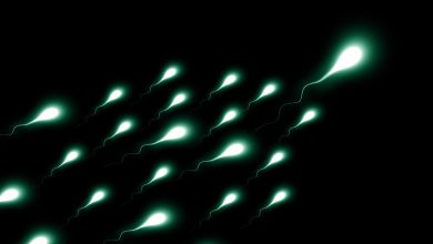 Estudo revela papel de chave térmica no esperma para fertilidade