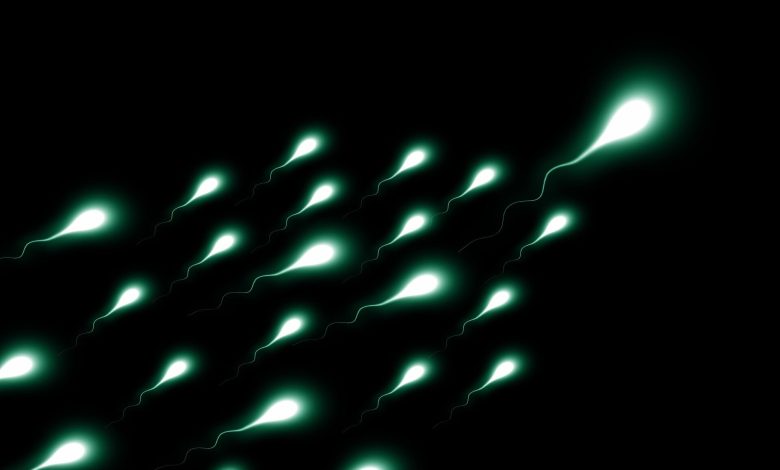 Estudo revela papel de chave térmica no esperma para fertilidade