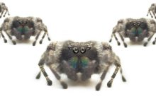 Scattered Spider mantém ataque ransomware após prisões