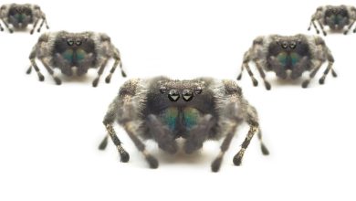 Scattered Spider mantém ataque ransomware após prisões