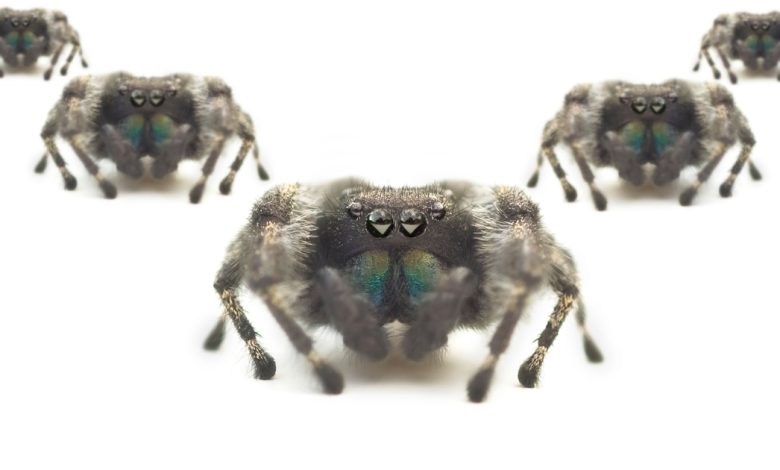 Scattered Spider mantém ataque ransomware após prisões
