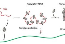 Estudo revela como jumping genes infiltram DNA na divisão celular