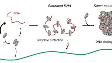 Estudo revela como jumping genes infiltram DNA na divisão celular