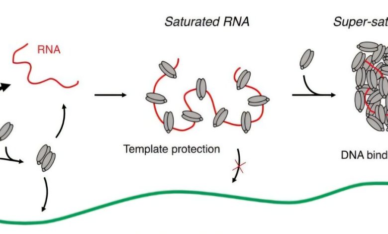 Estudo revela como jumping genes infiltram DNA na divisão celular