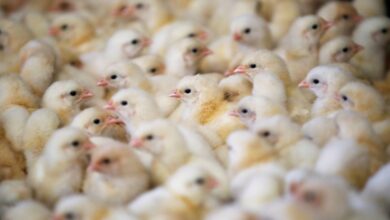 Rio Grande do Sul se destaca com exportações de frango no mercado