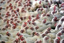 Cientistas alertam: gripe aviária pode impactar investimentos