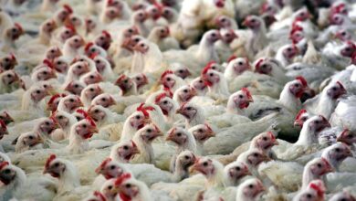 Cientistas alertam: gripe aviária pode impactar investimentos