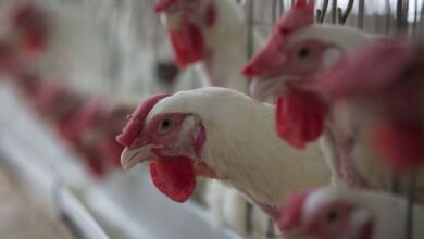 Missão brasileira reforça investimento e compromisso com transparência