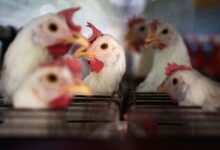 China restringe frango e pode gerar US$ 100 milhões em inflação