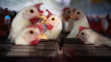 China restringe frango e pode gerar US$ 100 milhões em inflação