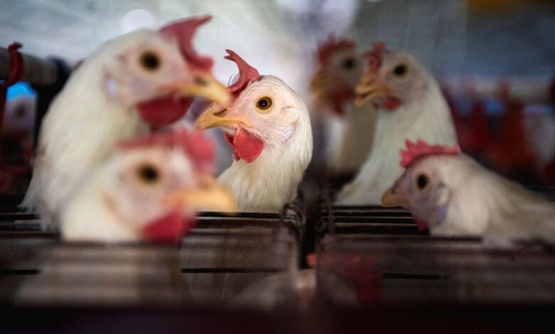 China restringe frango e pode gerar US$ 100 milhões em inflação