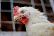 Gripe aviária afeta mercado e eleva preços de alimentos