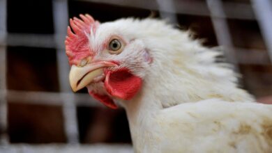 Gripe aviária afeta mercado e eleva preços de alimentos
