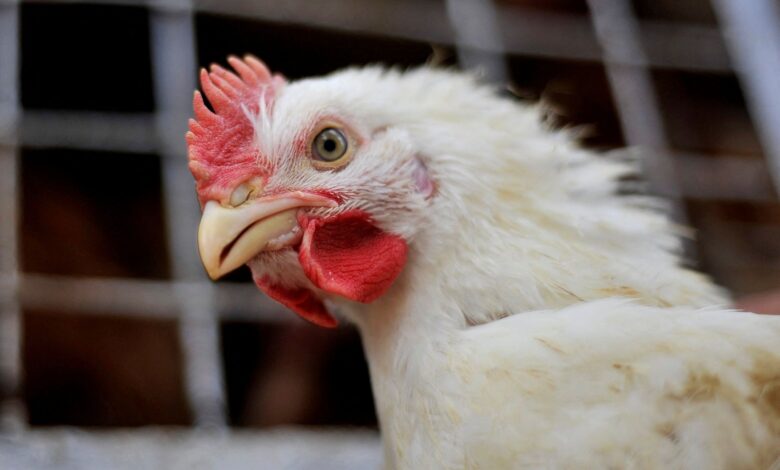 Gripe aviária afeta mercado e eleva preços de alimentos