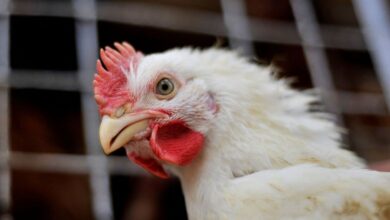 Ministério descarta suspensão generalizada de exportações de frango