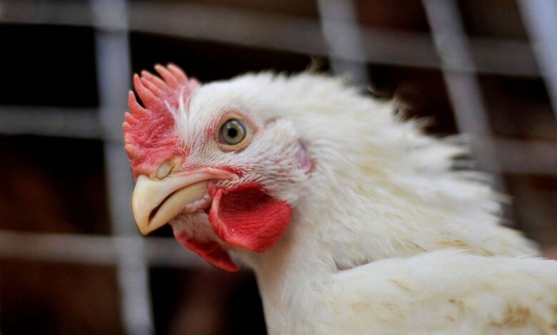 Ministério descarta suspensão generalizada de exportações de frango