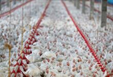 União Europeia suspende compra de frango brasileiro, diz Fávaro