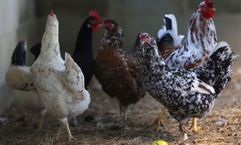 Japão suspende parcialmente importação de aves do Brasil e afeta mercado