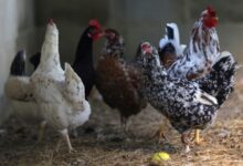 Brasil pode perder R$1,3 bi em frango com suspensões no mercado