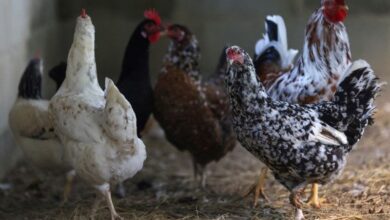 Brasil pode perder R$1,3 bi em frango com suspensões no mercado
