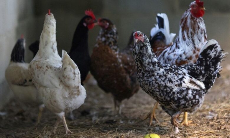 Brasil pode perder R$1,3 bi em frango com suspensões no mercado