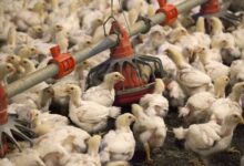 Exportações de aves para China podem impulsionar PIB