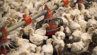 Exportações de aves para China podem impulsionar PIB