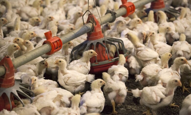 Exportações de aves para China podem impulsionar PIB